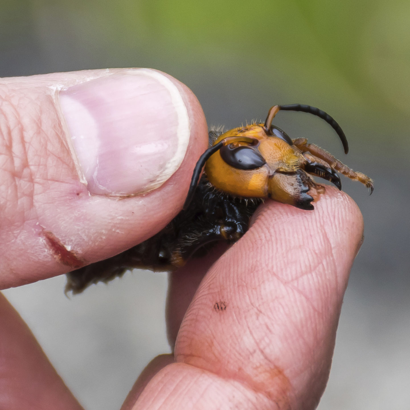 Murder Hornets